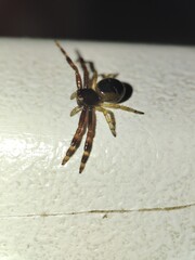 spider on a white background