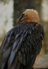 yellow billed hornbill