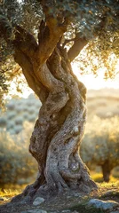 Papier peint photo intissé A warm, close-up view of an ancient olive tree in the rolling hills of Tuscany
