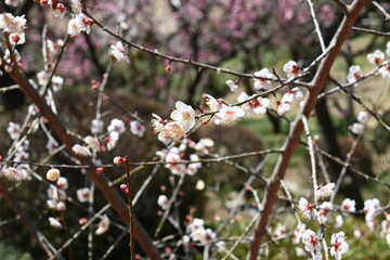 Blooming japan plum blossom with great pink color