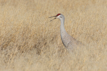 A Sandhill Crane (Antigone canadensis) in tall grass vocalizing for its mate.  Photographed in Lassen County California.