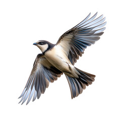 Obraz premium flying bird isolated