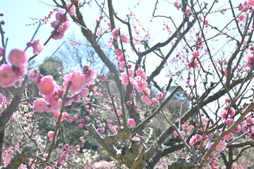 Blooming japan plum blossom with great pink color
