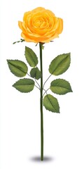 Obraz premium Single yellow rose with green leaves on a white background. The rose is fully bloomed and the leaves are detailed.