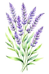 Fototapeta premium Watercolor painting featuring a bouquet of lavender flowers with green leaves, isolated on a white background