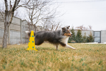 Cute tricolor sheltie dog is training obedience. Smart obedient shetland sheepdog is running around a cone