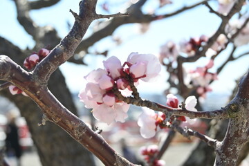 Blooming Japanese plum tree with great pink color