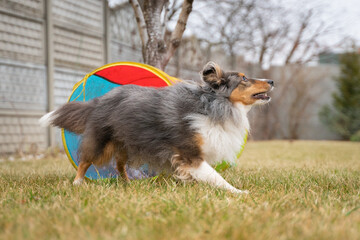 Cute active tricolor sheltie dog is training agility. Smart obedient shetland sheepdog is running through a tunnel