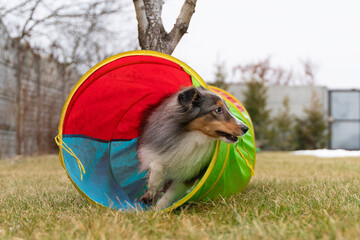 Cute active tricolor sheltie dog is training agility. Smart obedient shetland sheepdog is running...