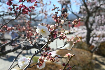 Blooming Japanese plum tree with great pink color