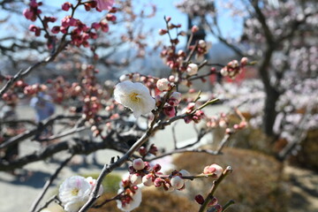 Blooming Japanese plum tree with great pink color
