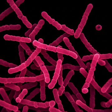 Colonies bacteria gram negative bacilli/ Gram negative cocco bac