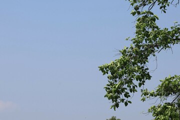 tree branches against blue sky