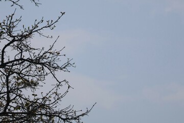tree branches against blue sky