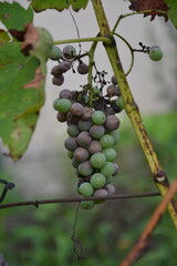 Mold on grape wine