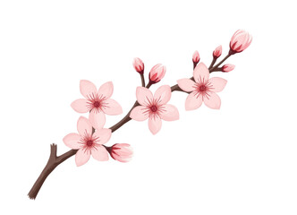 Watercolor Cherry Blossom Branch with Buds and Flowers