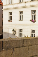 Sparrows perching on charles bridge in prague with building in background