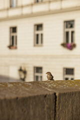 Small bird perching on charles bridge in prague