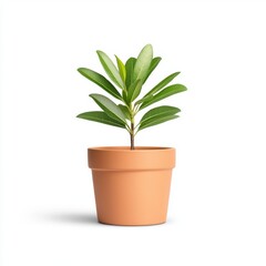 Fototapeta premium A vibrant green plant with broad leaves sprouts from a terracotta pot against a stark white background. The plant is small and healthy, with bright, fresh foliage. The pot is simple and unadorned.