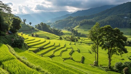 Fototapeta premium High-angle shot showcasing vibrant green vineyard terraces sprawling across a hillside, set against a mountainous backdrop under a cloudy sky, perfect for agricultural and landscape visuals