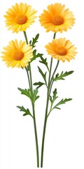 Obraz premium Four yellow daisies with green stems and leaves on a white background. Close up studio shot of vibrant flowers.