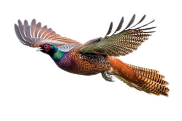 pheasant bird in flight - vibrant colors on white background