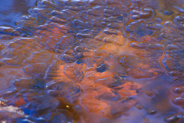 Frozen Leaves and Vegetation on Lake Surface Close Up