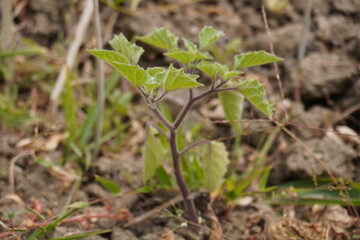 A young goldenberry plant is growing on the ground 