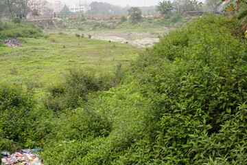 The abandoned pond is full with debris and several aquatic plants