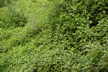 Several aquatic plants and weeds are grown on the abandoned watershed