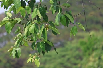 green leaves on a branch