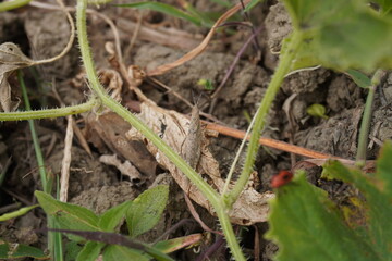 A grasshopper on a dry leaf under the bottle gourd stem