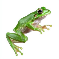 Obraz premium Bright green tree frog on white background, studio shot, close up view showcasing detailed texture and vibrant color.