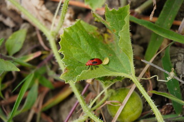 Red Cotton Stainer on the bottle gourd leaf