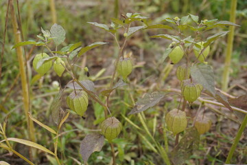 Wild Gooseberry, or Balloon Cherry plant with its several pods