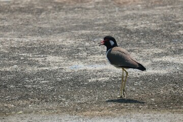 atlantic puffin or common puffin