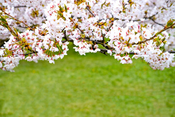 Light pink fresh sakura flowers on the branches on the background of a green grass, lawn. Cherry tree blossom concept, spring mood. Nature panorama with copy space.