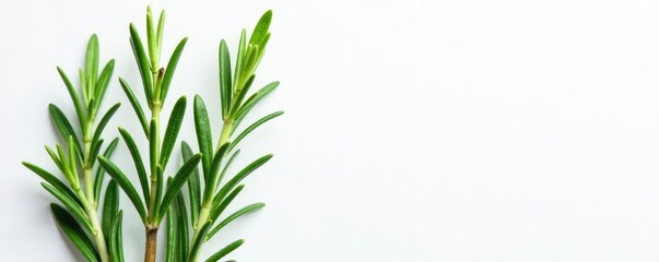 Fototapeta premium Isolated sprigs of rosemary against white paper, botanical, foliage