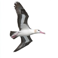 Obraz premium A large seabird with white and gray plumage soars gracefully against a stark white background. Its wings are outstretched, and its beak is a pale pink.
