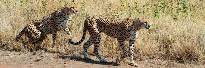 Zwei Geparden (Acinonyx jubatus) in der Steppe, Afrika, Panorama 