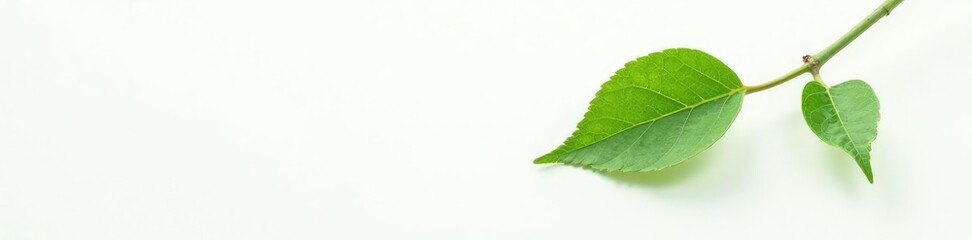 Fototapeta premium Single branch against a stark white backdrop with dew drops, nature, leafy green