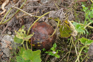 The bottle gourd got rotten due to fungus attack or heavily moist