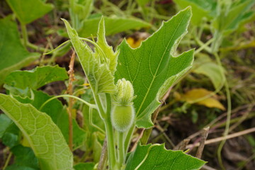 The top of the bottle gourd plant along with its green leaves and small gourd 