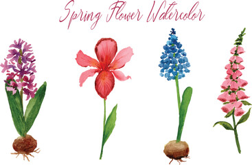 spring flower watercolor hyacinth iris muscari and foxglove © Hasnaart