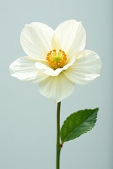 Obraz premium Softly lit and illuminated white flower on white background, still life, illuminations, white flower