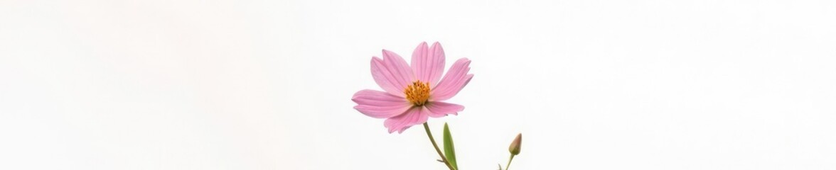 Softly lit isolated flower against plain white background, blossom, peaceful ambiance
