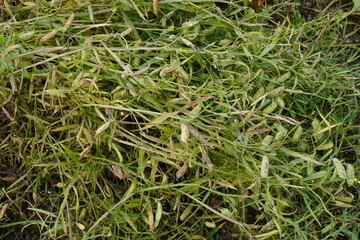 Harvested rough pea or hairy vetchling with several pods on it