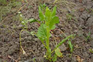 A young radish seedling is growing on the soil