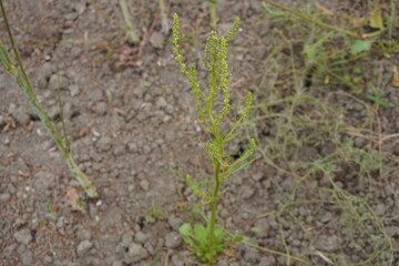 A solitary weed with its long seedhead on the soil