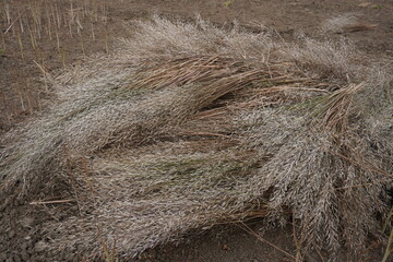 A pile of dried mustard plants after harvesting 